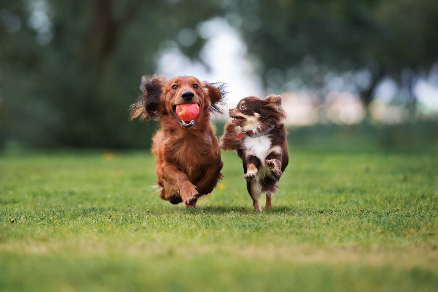 Zwei Hunde spielen mit dem Ball.