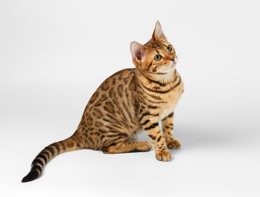 Bengal Katze - Katzenrassen | zooplus.ch