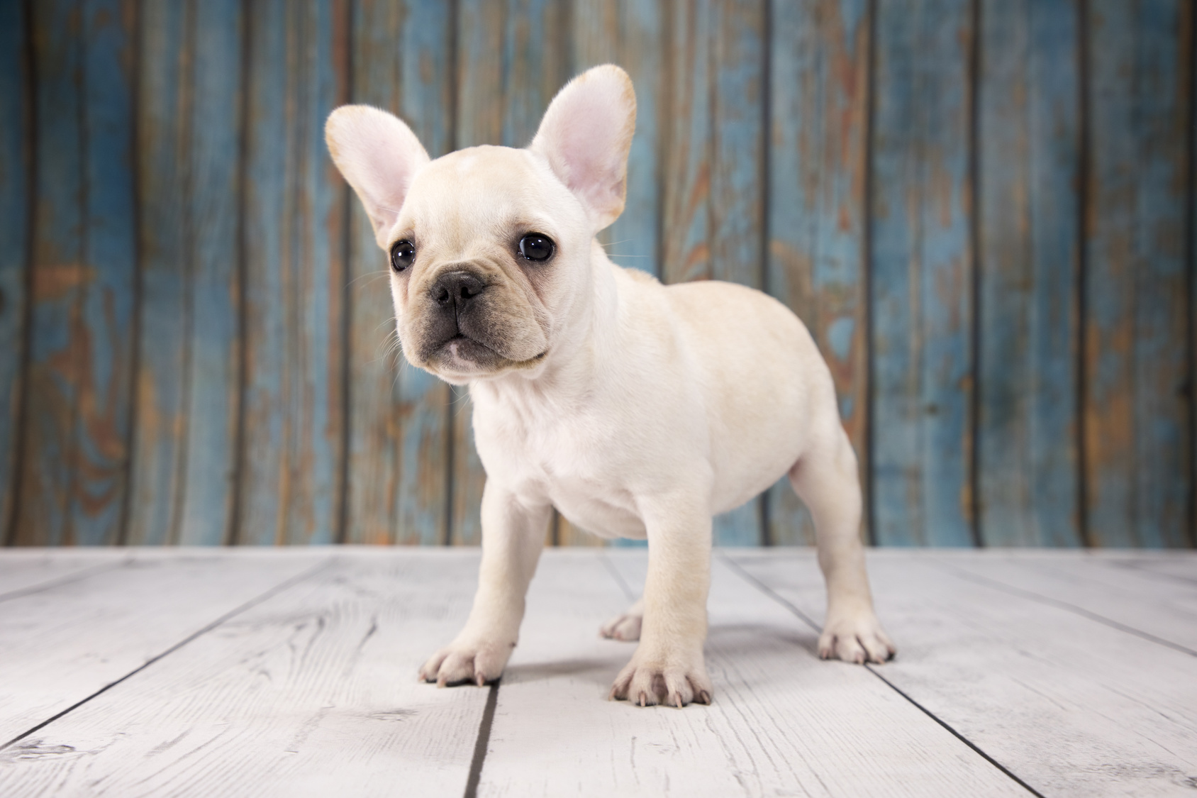 Französische Bulldogge Welpe