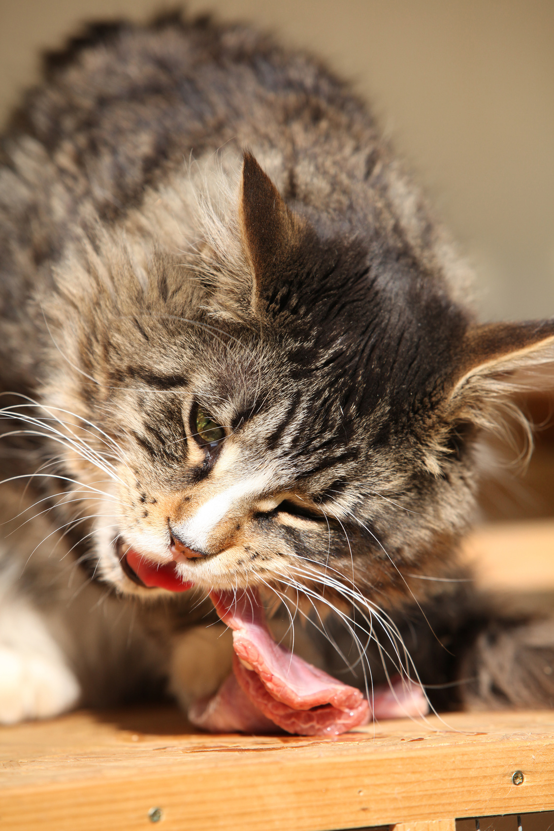 Katzen barfen - Katzenernährung | zooplus.ch