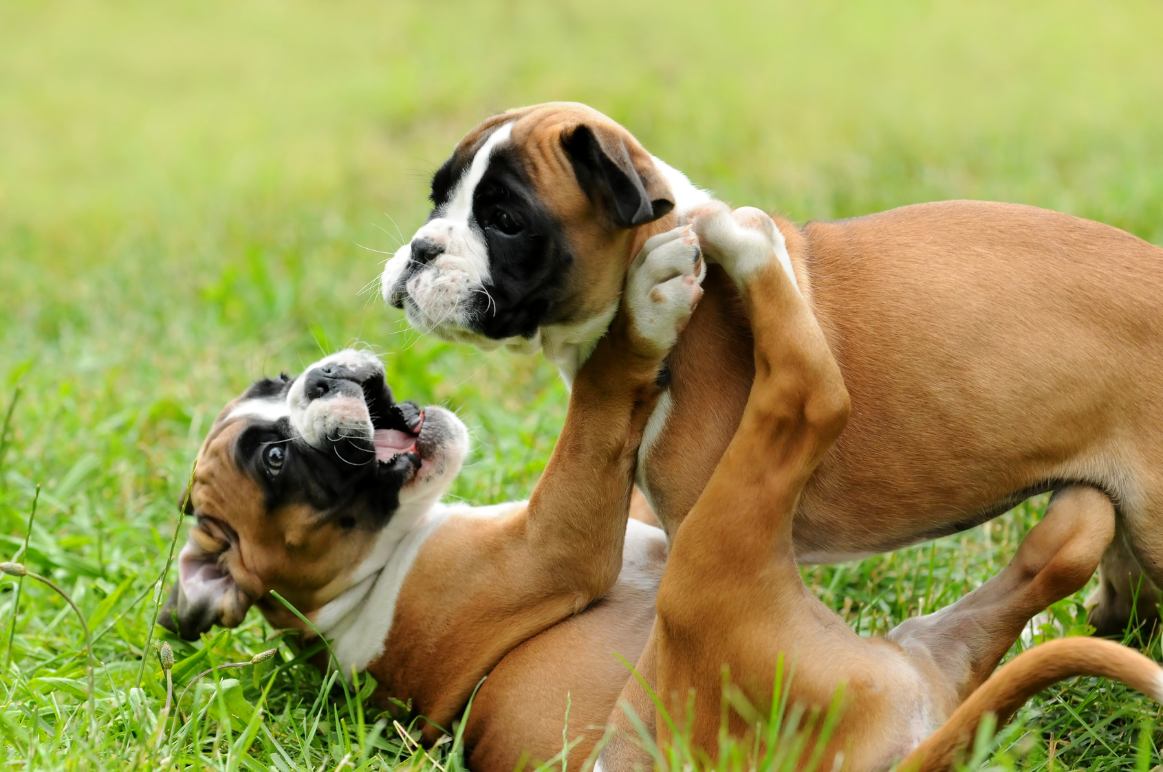 zwei boxer welpen spielen im gras