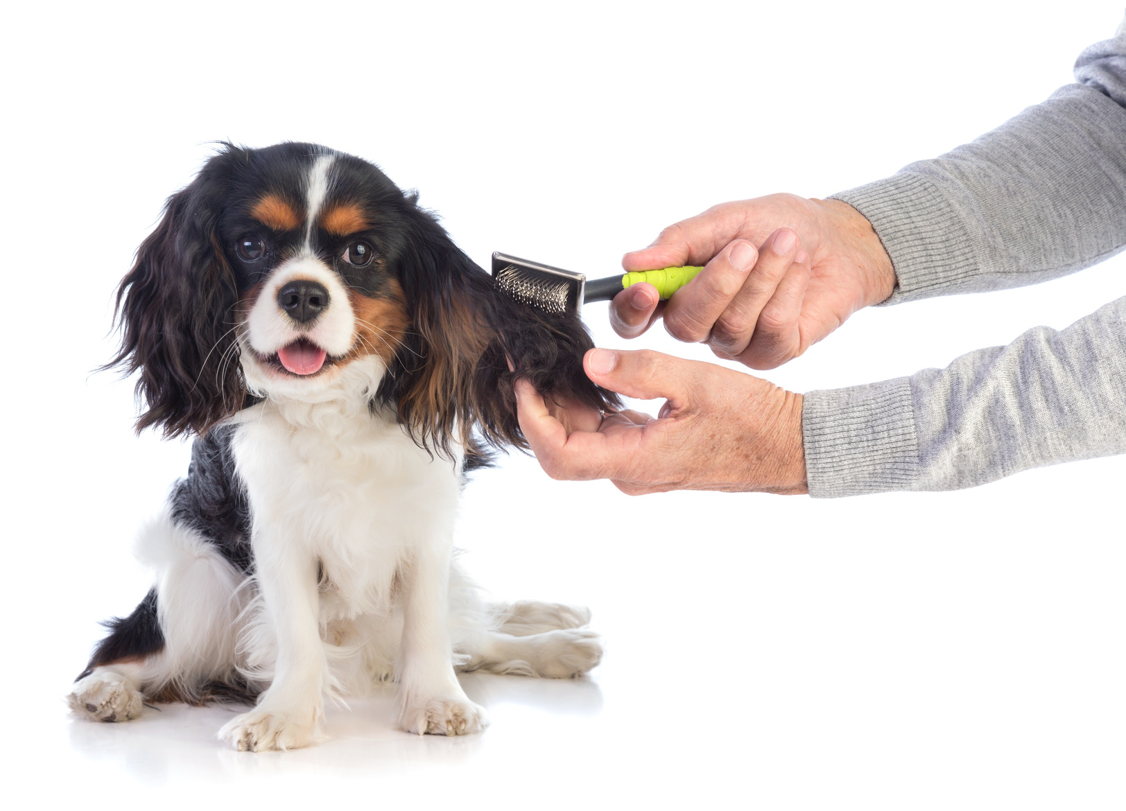 cavalier king charles fellpflege