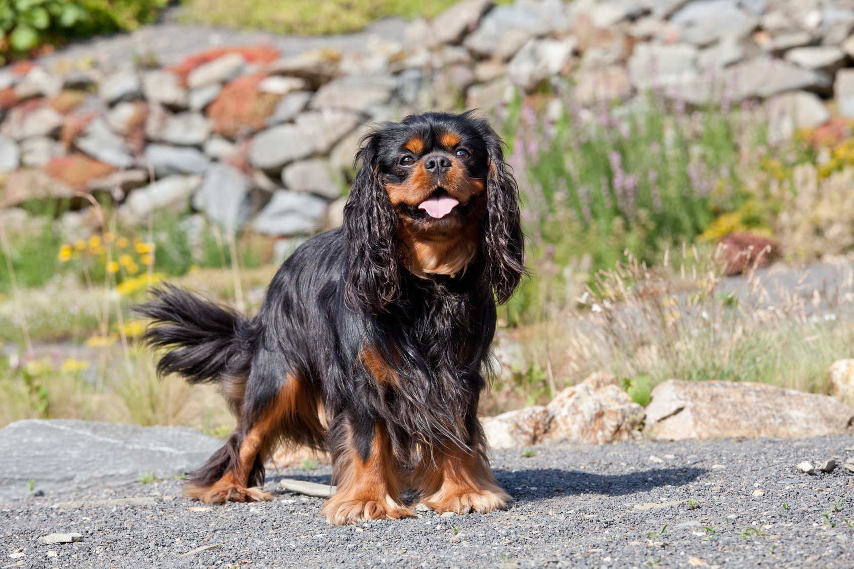 cavalier king charles schwarz rot