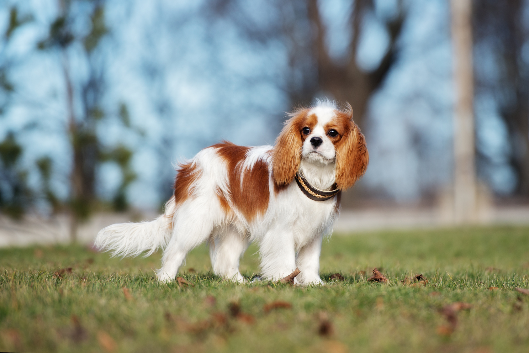 cavalier king charles welpe