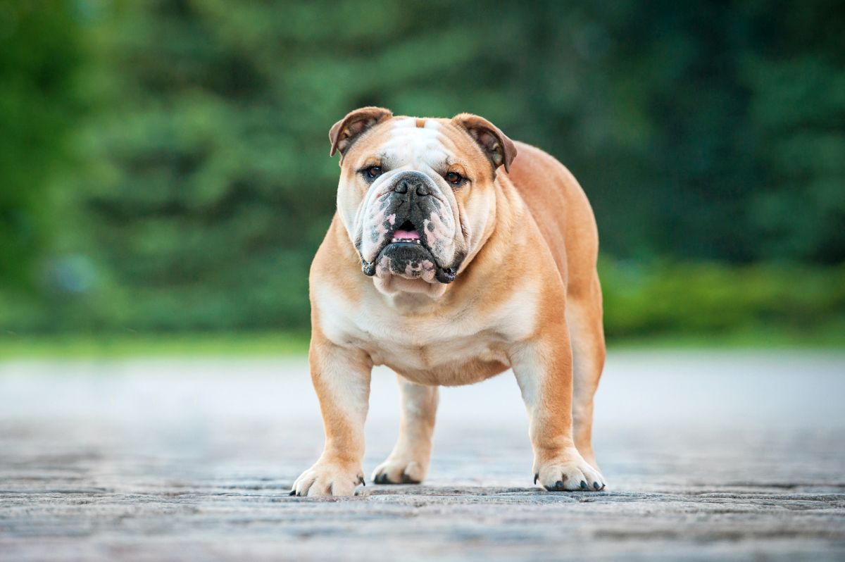 englische bulldogge steht auf weg