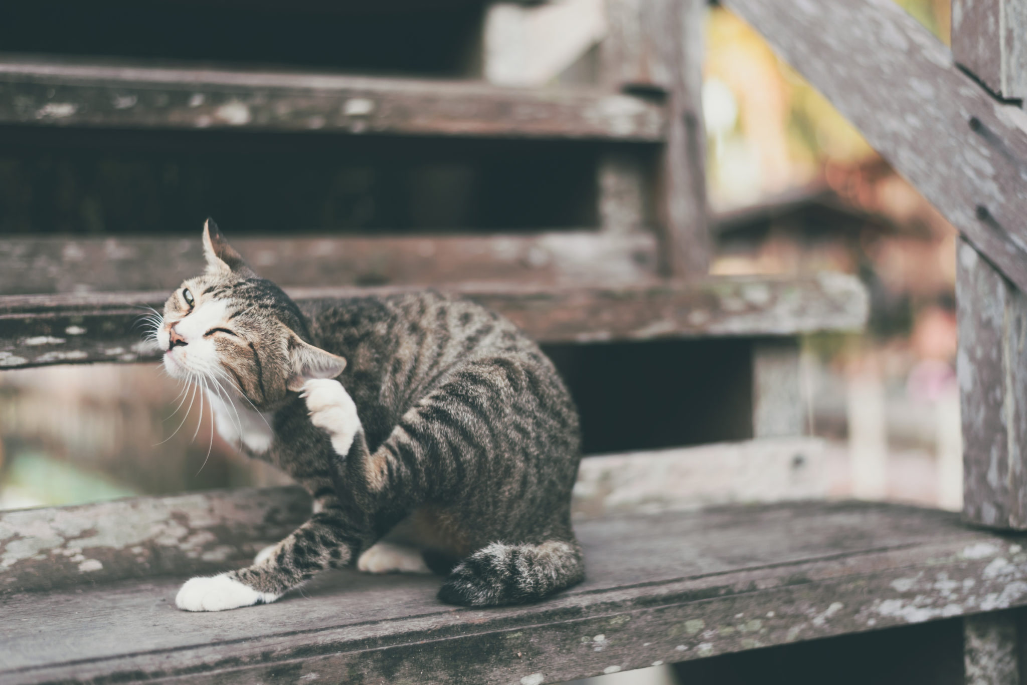 Flöhe bei Katzen verursachen Juckreiz