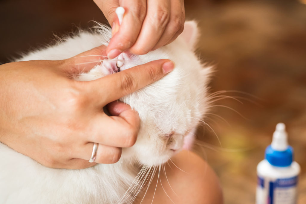 Katzenaugen und Katzenohren reinigen Katzengesundheit und Pflege