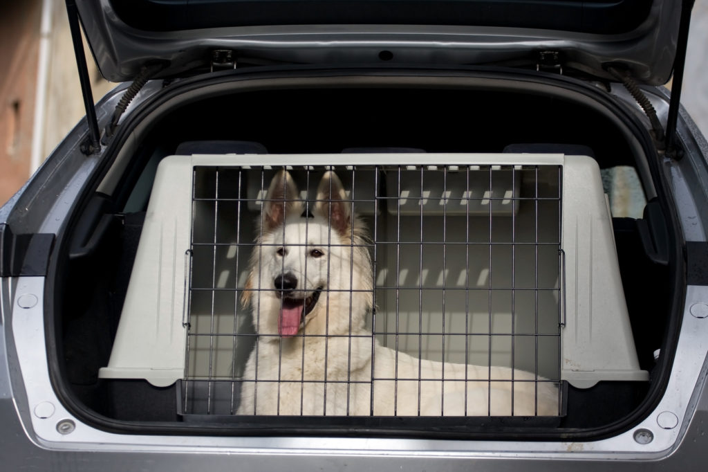 Hund im Auto transportieren - Korrekter Hundetransport