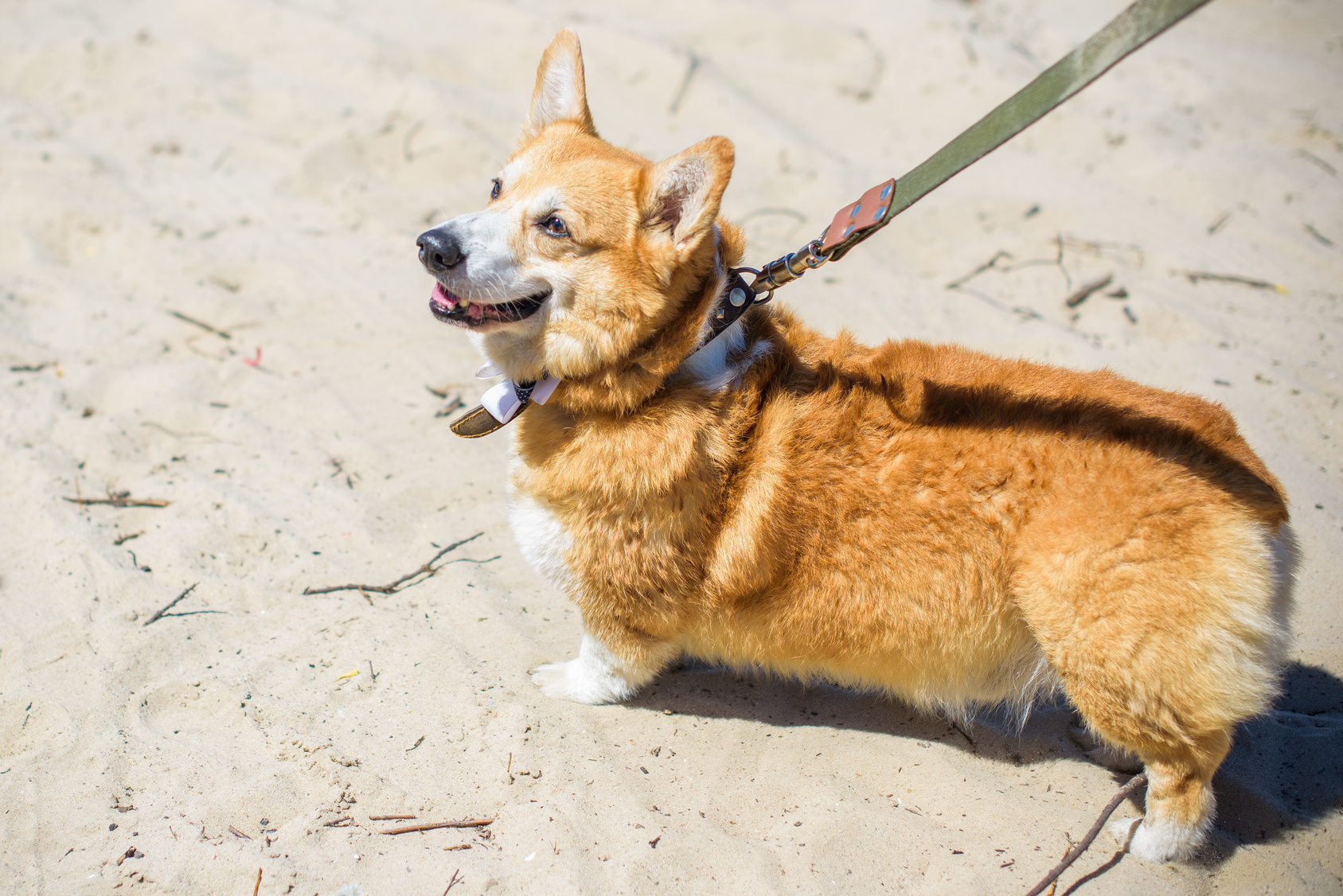 Hund beim Spazieren