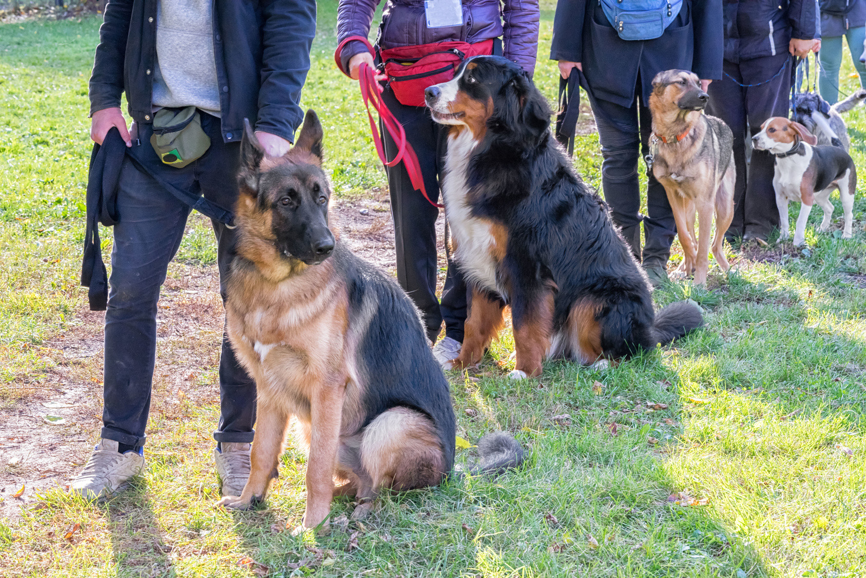 hundeschule