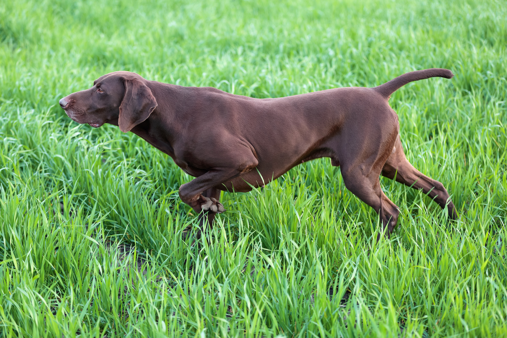 jagdverhalten bei hunden