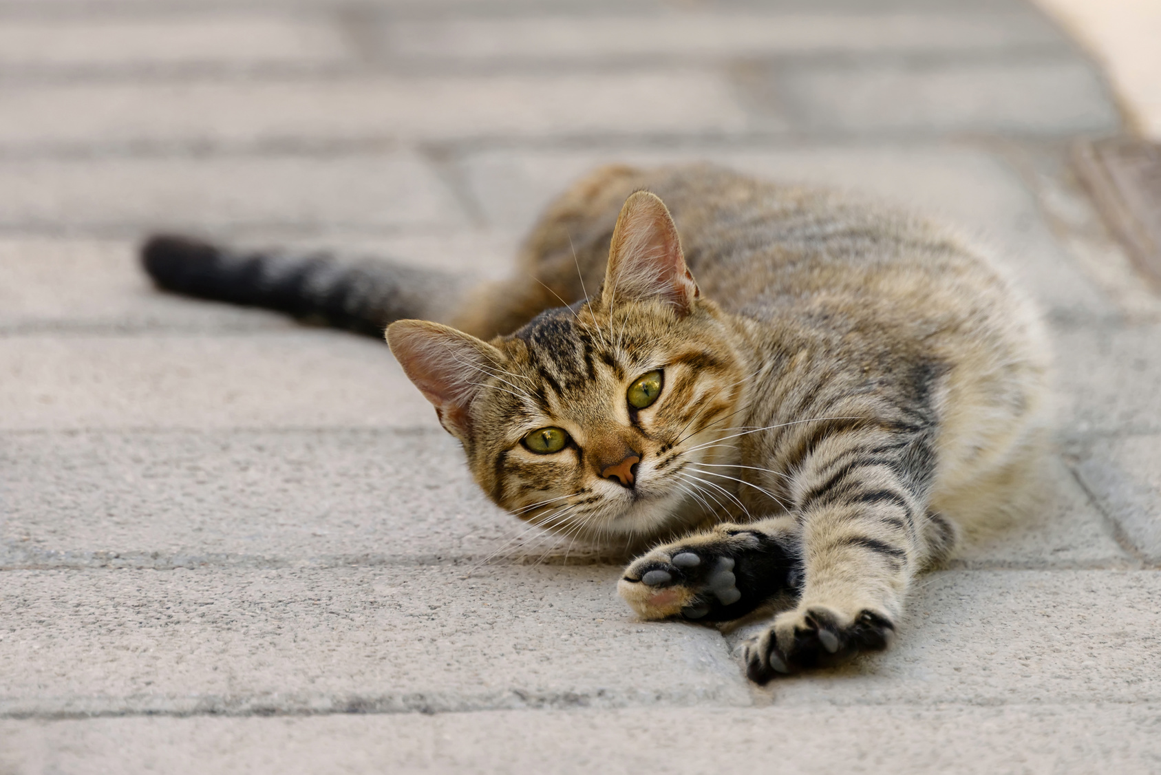 Katze wälzt sich auf dem Boden