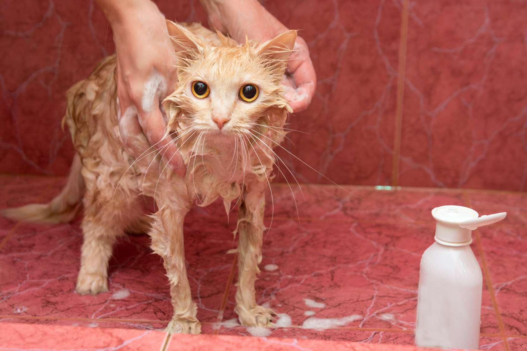 katze baden in waschbecken