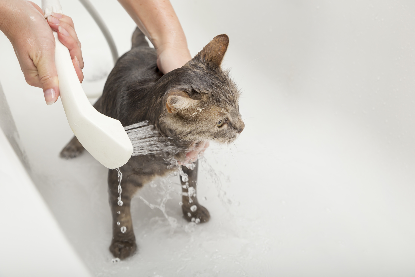 katze baden mit brauseschlauch in badewanne