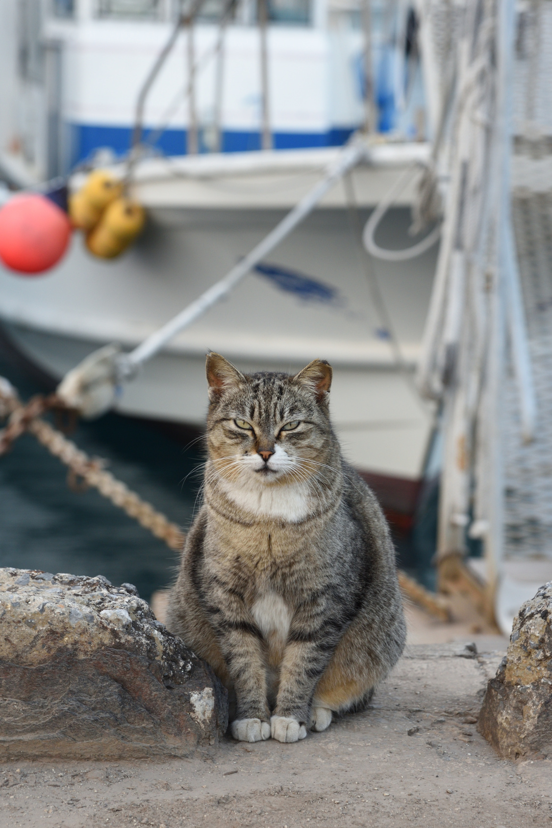 kreuzfahrt mit katze