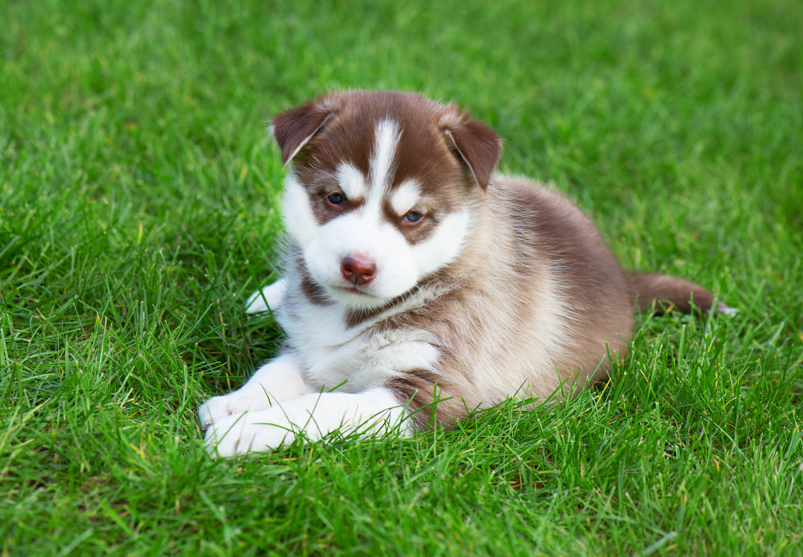 Siberian Husky braun Welpe im Gras