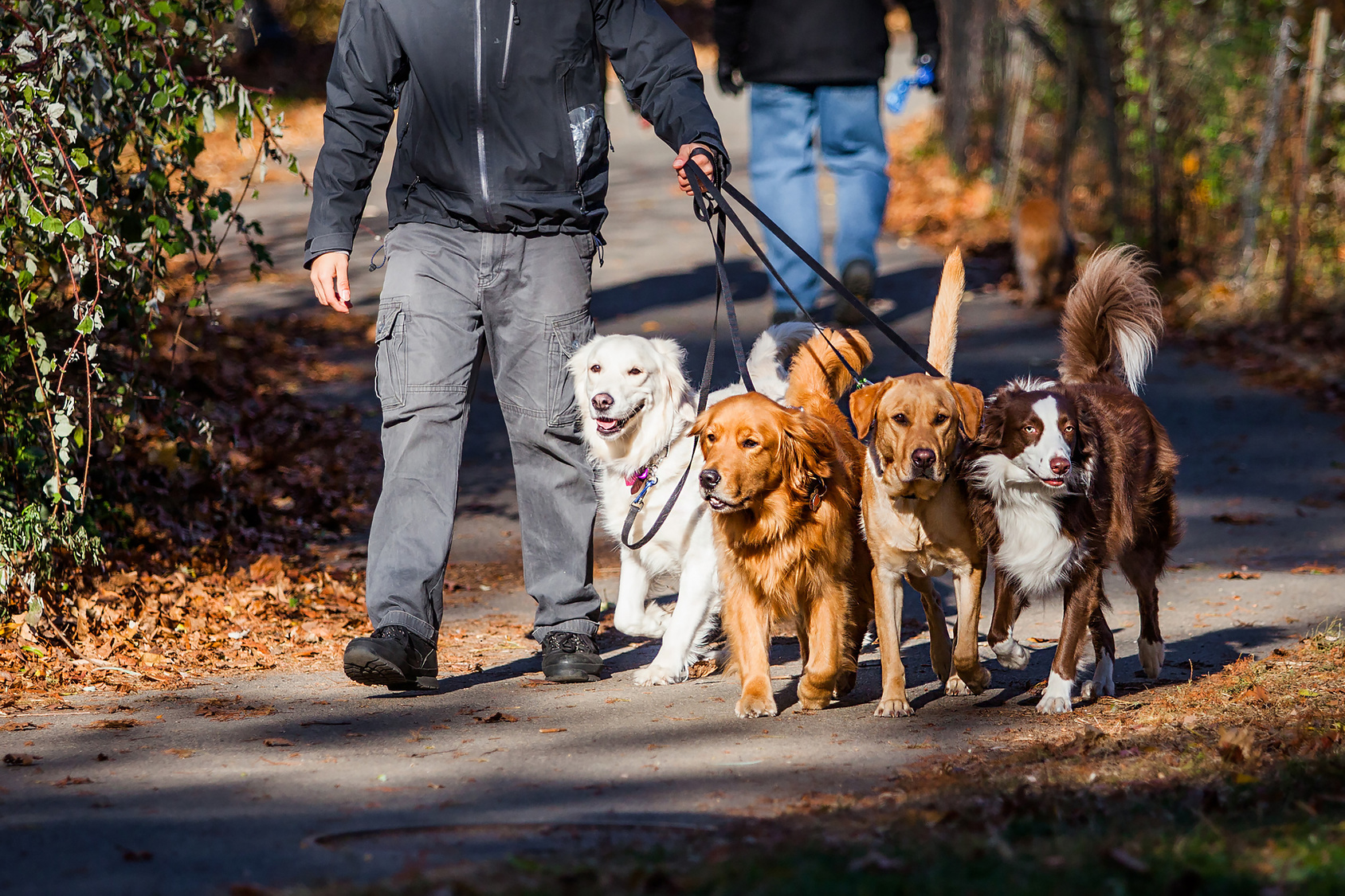 Mann geht Gassi mit vier hunden an leine