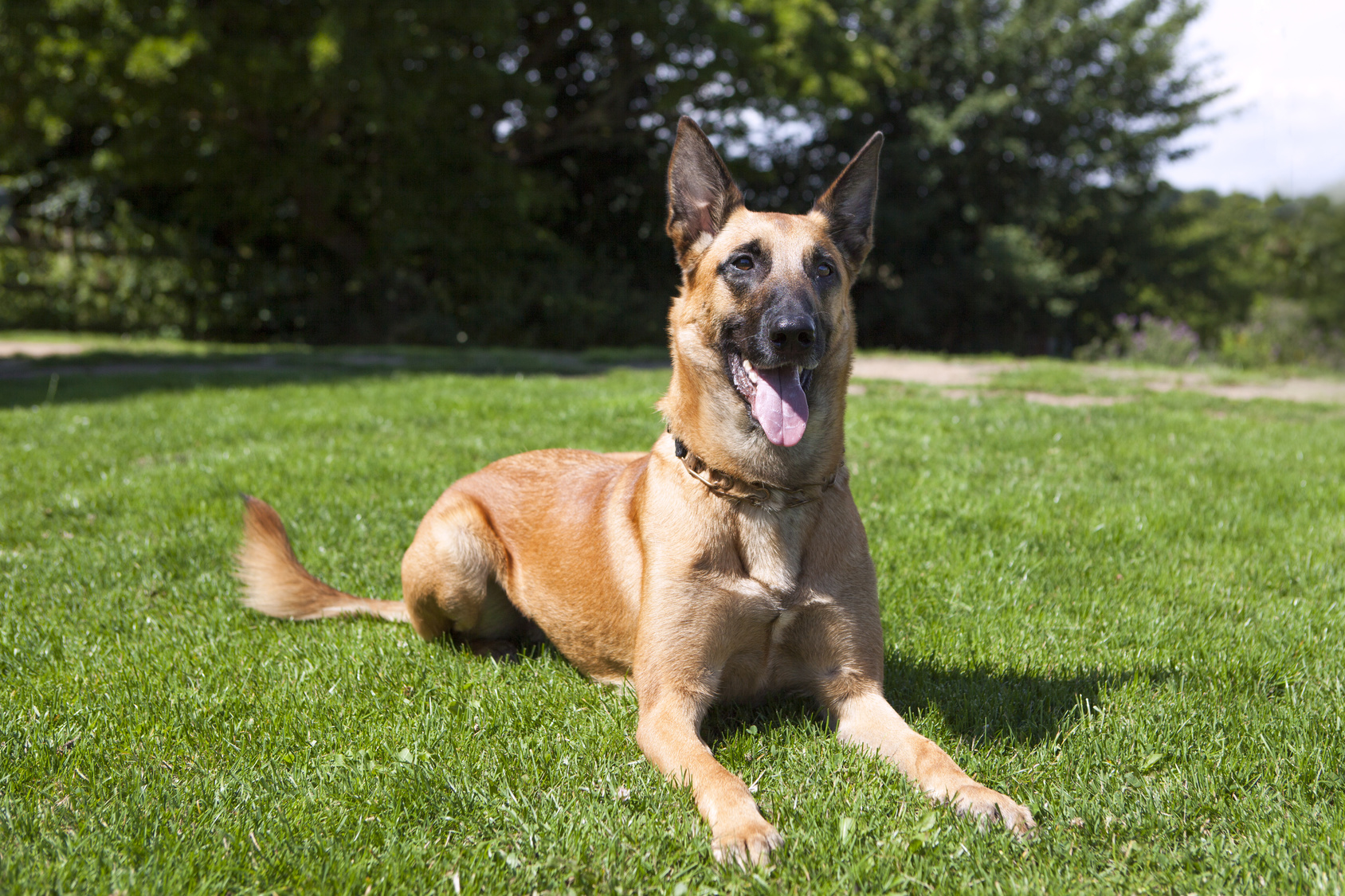 belgischer schäferhund im grass