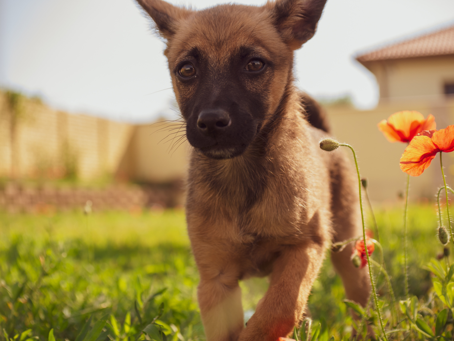 malinois welpe