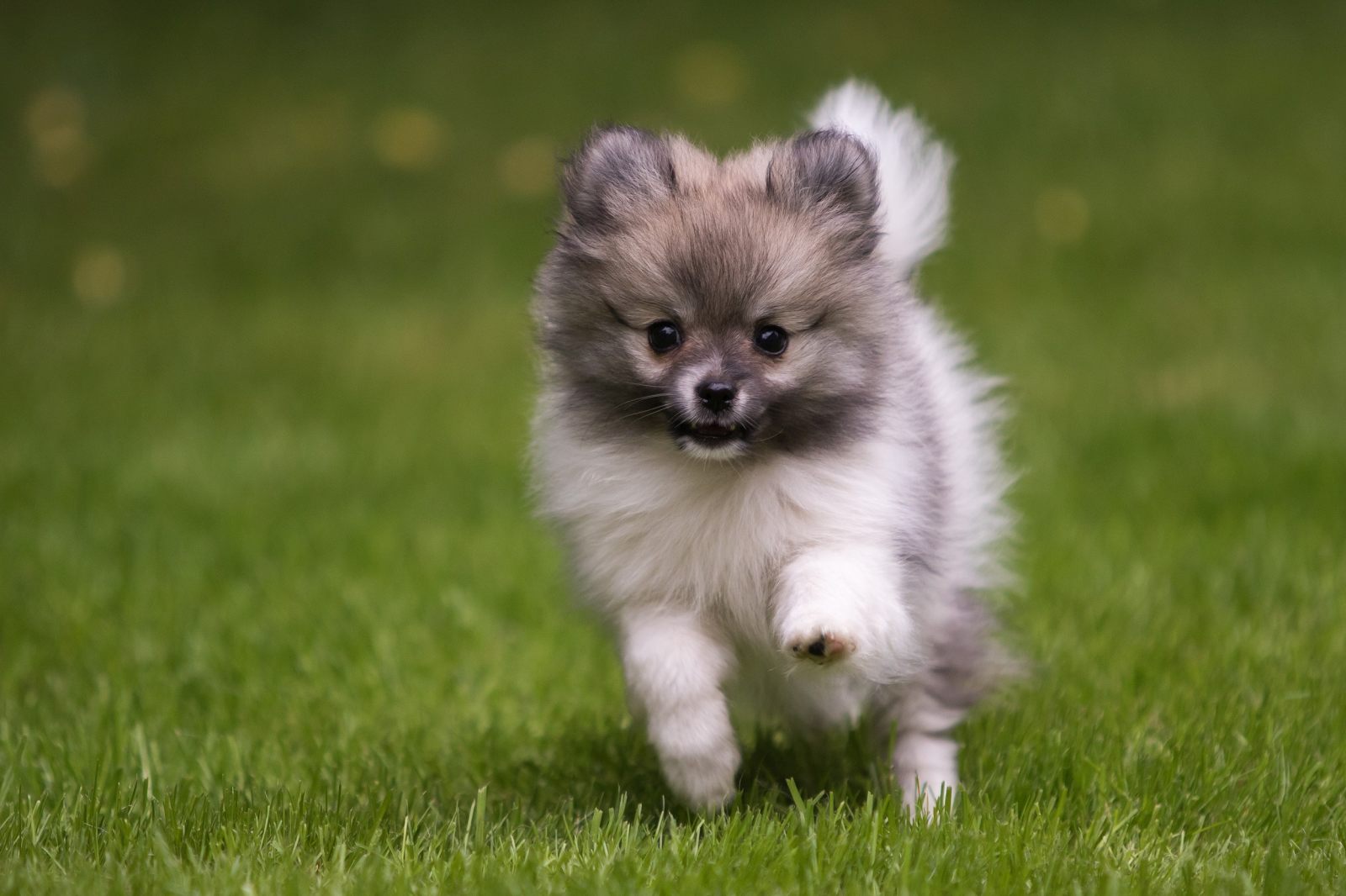 zwergspitz hund auf wiese