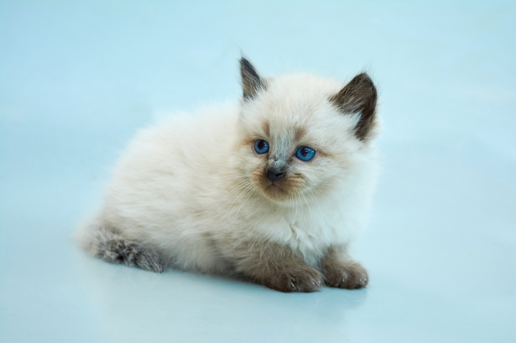 balinese kitten