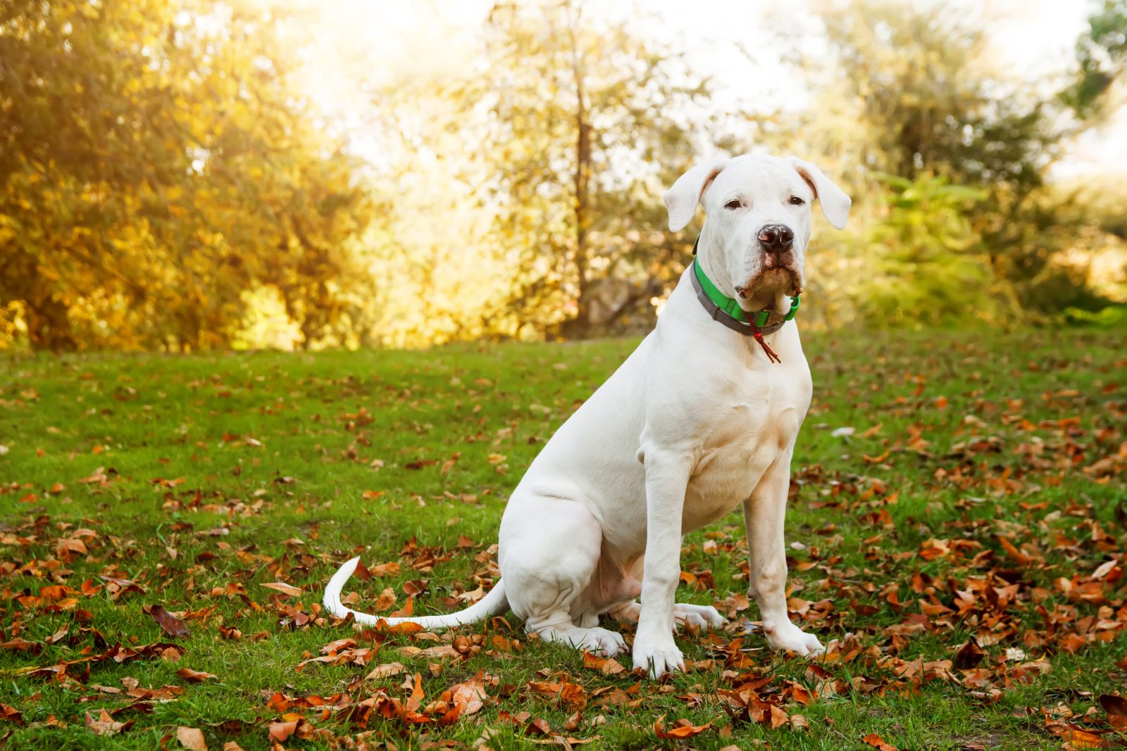 dogo argentino sitzt auf wiese