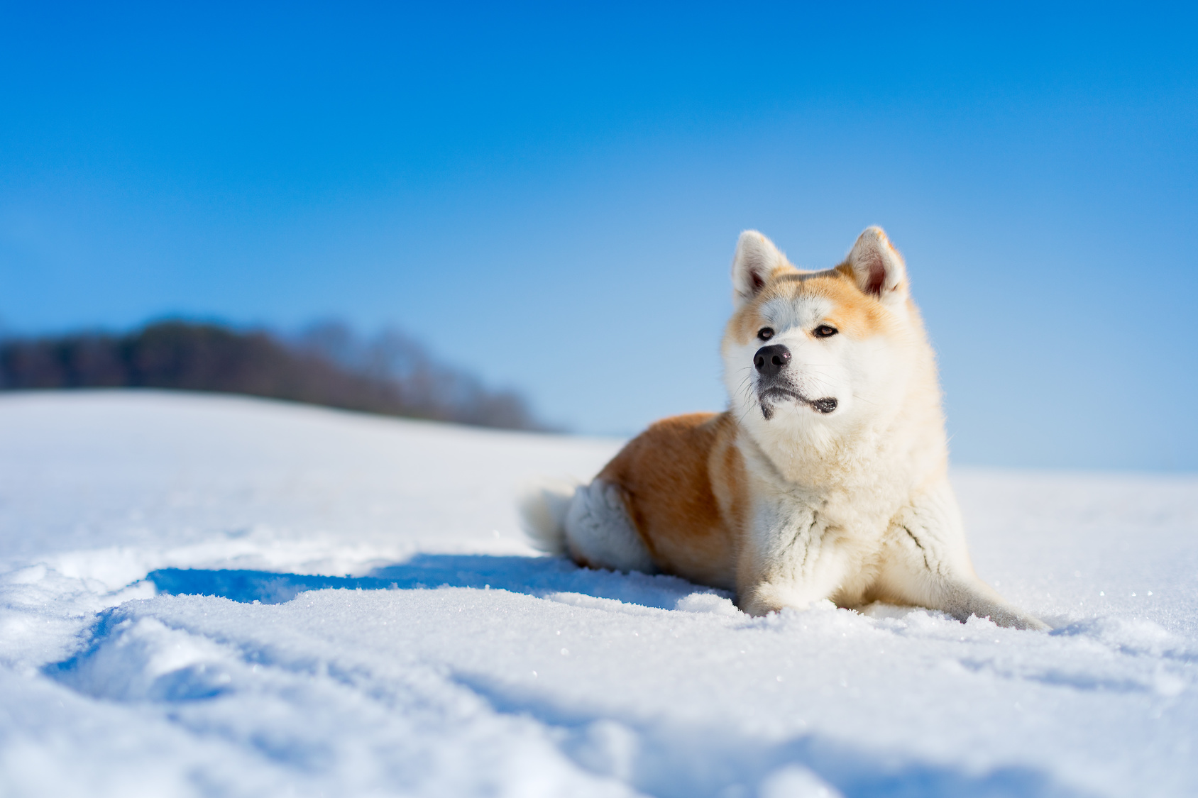 akita inu schnee