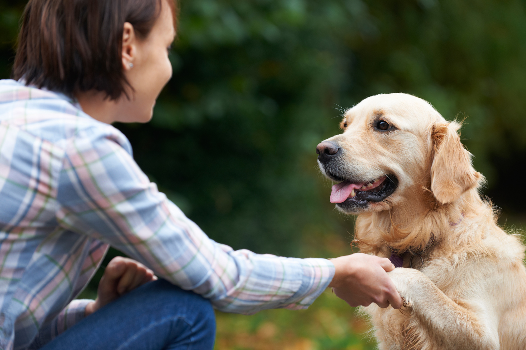 hunde erziehen