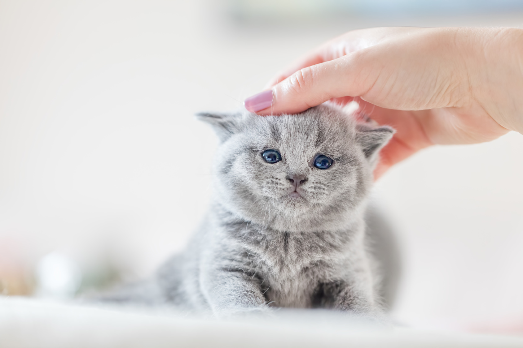 Streicheleinheiten vor dem Kitten entwurmen