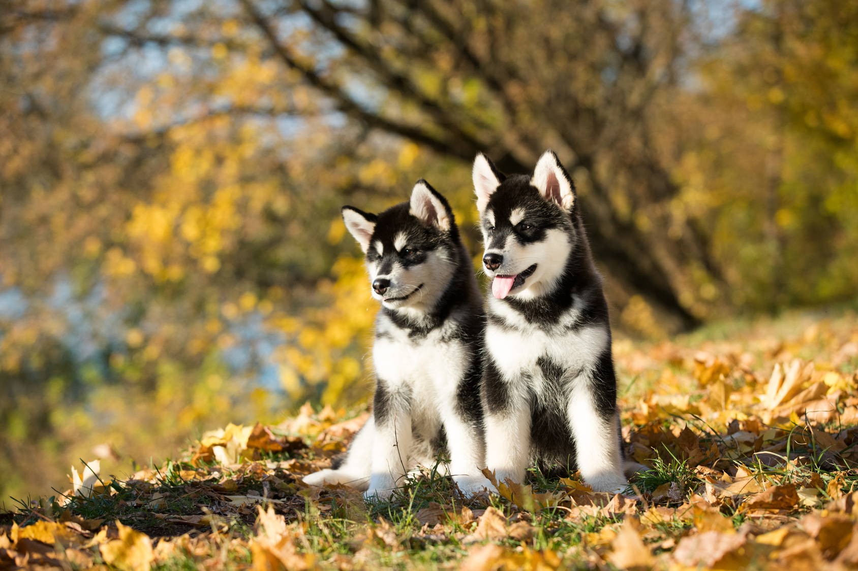 alaskan malamute welpen