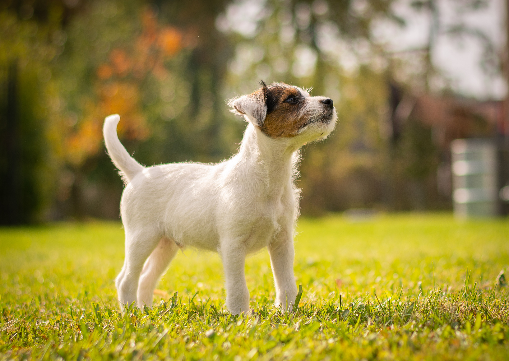 parson russel terrier welpe im grass