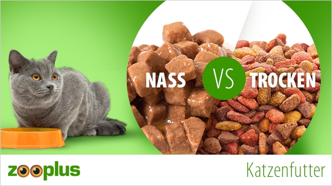 Katzenfutter Trocken Vs Nassfutter