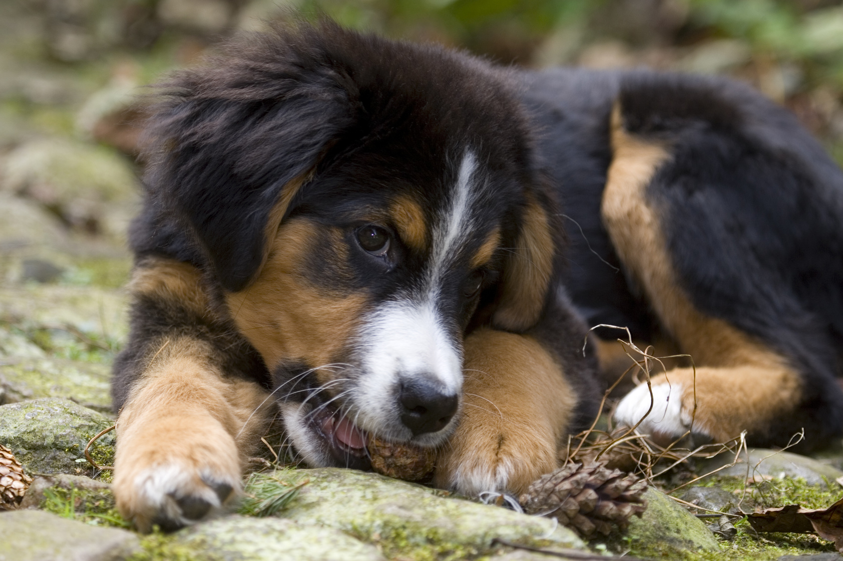 Berner Sennenhund Welpe Futter