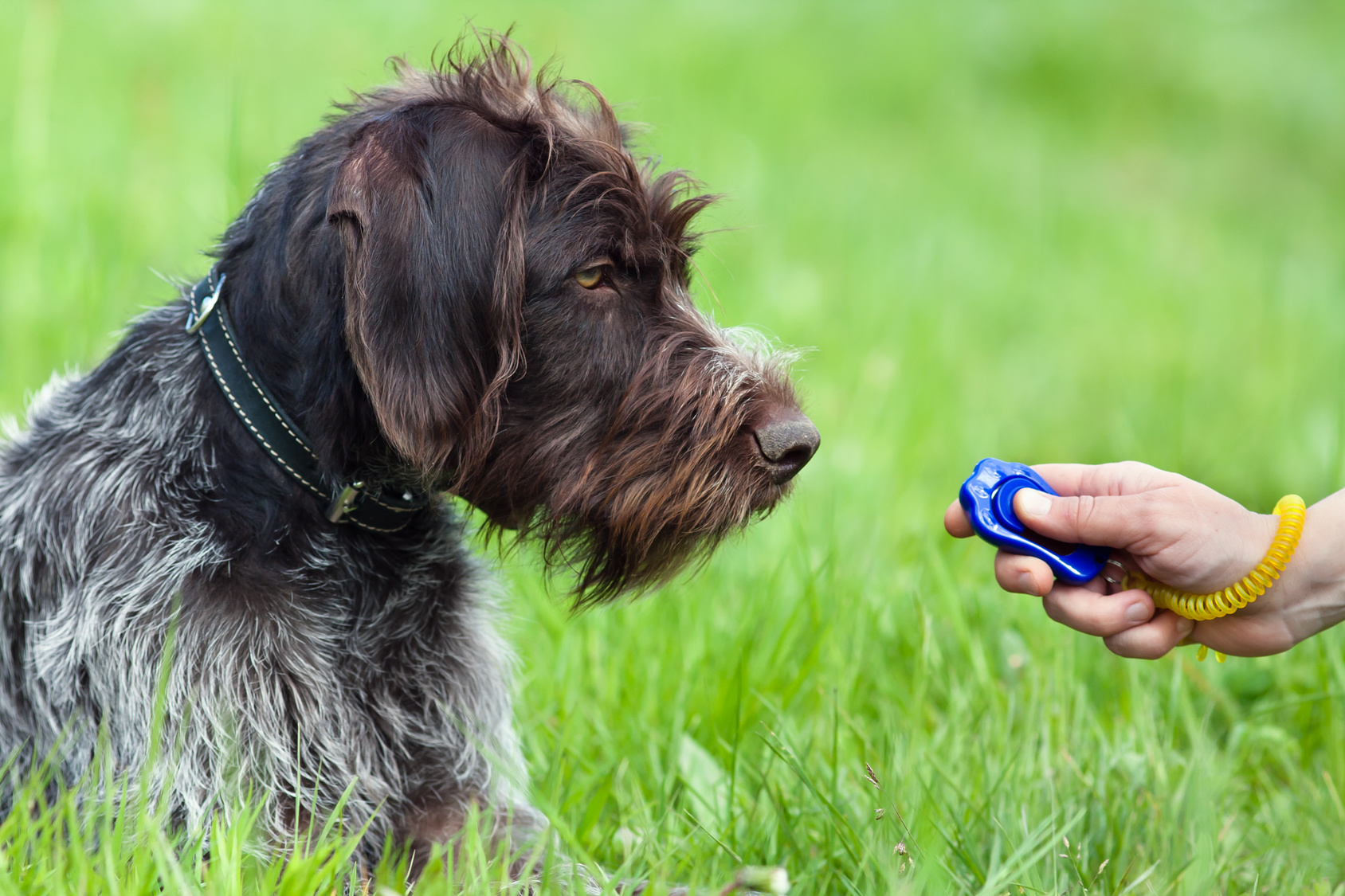 jagdhund clicker training