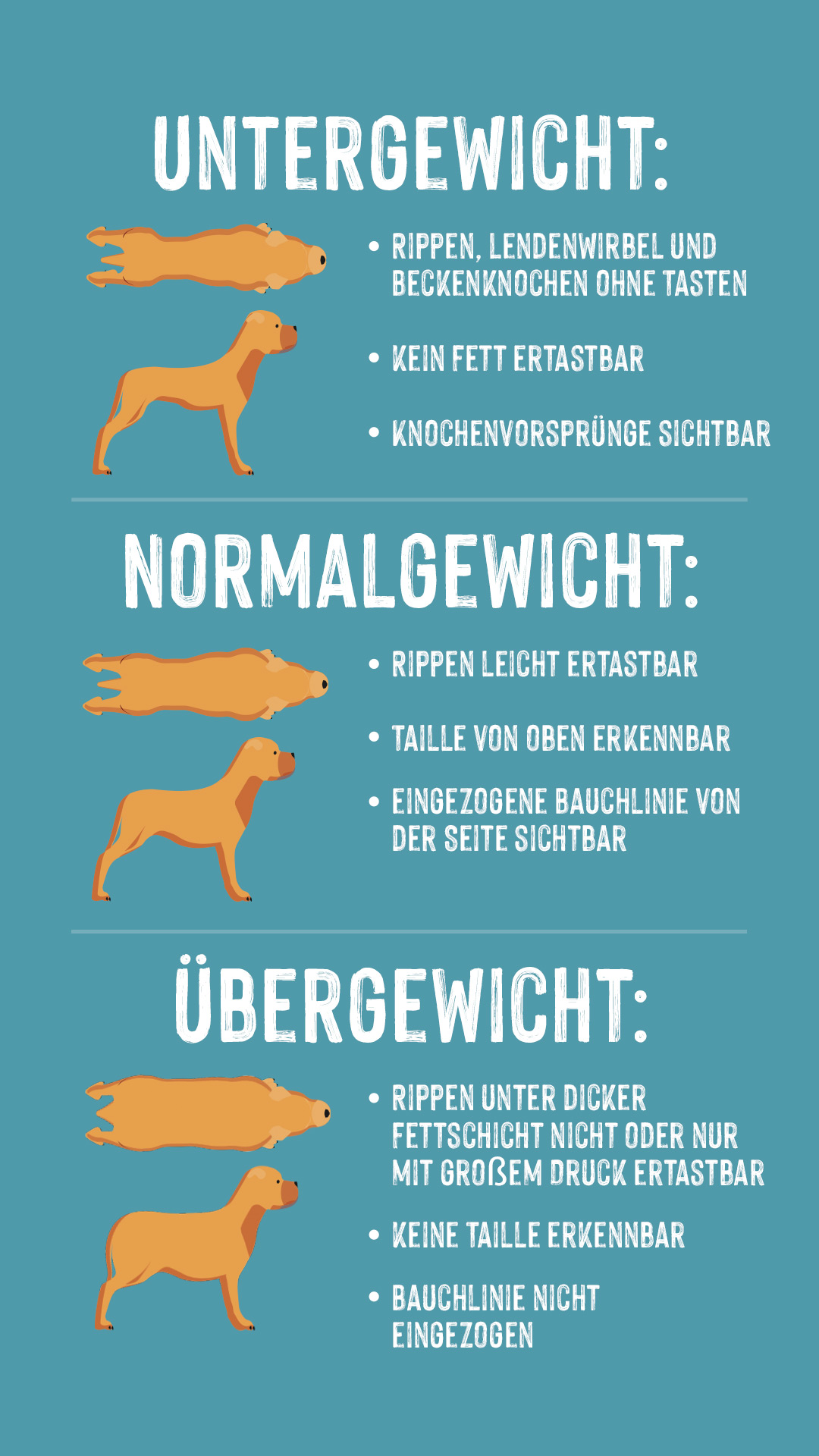 Infographik Gewicht bei Hunden
