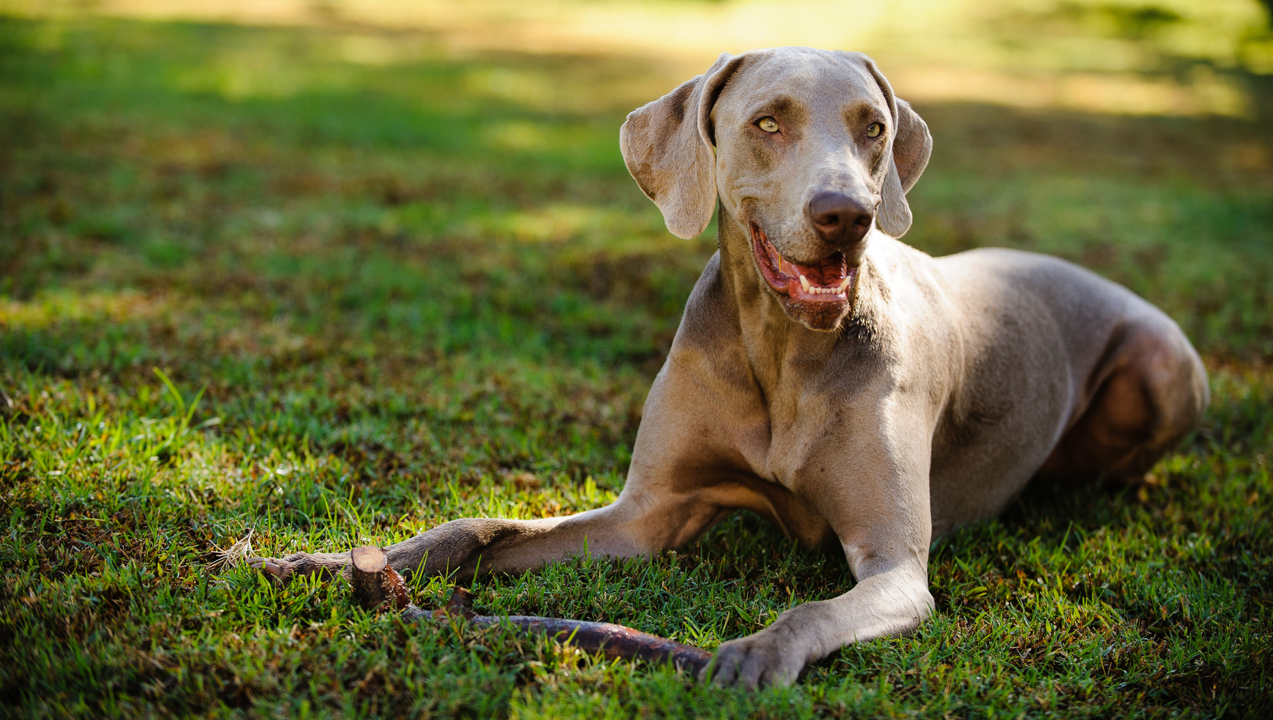 glücklich Weimaraner im Grass