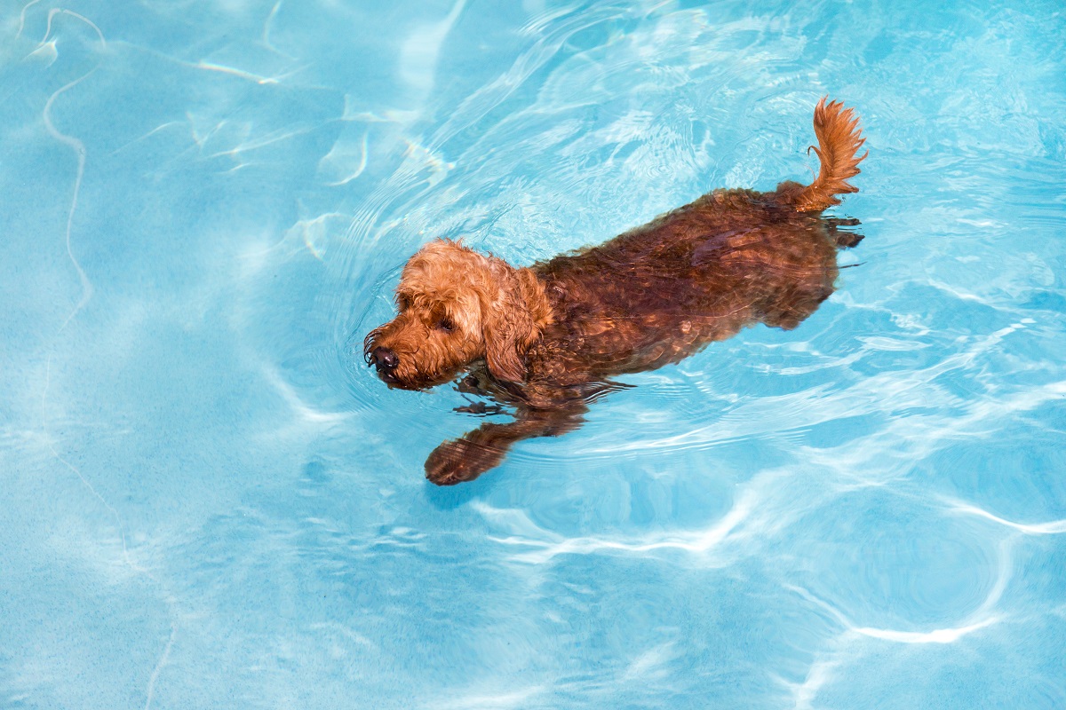 schwimmender Hund mit HD