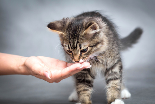 Die Basics Der Kittenerziehung Katzenerziehung Zooplusch