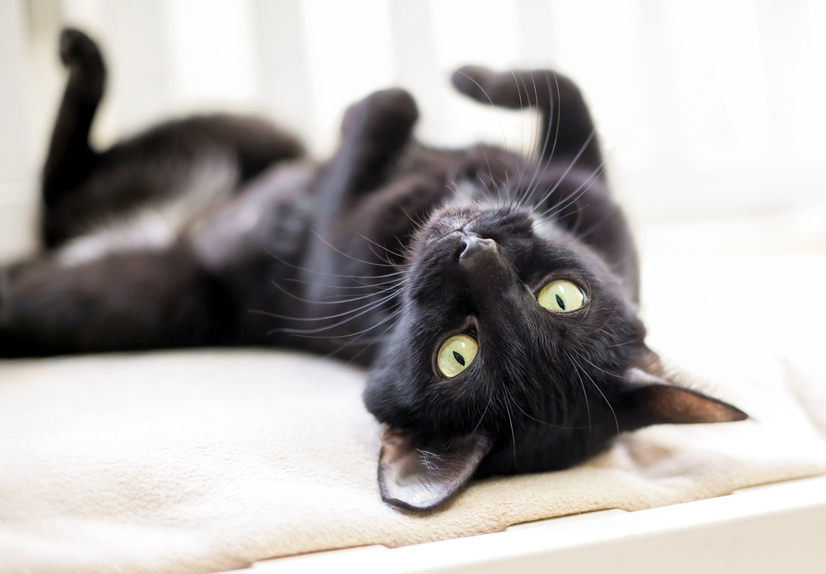 schwarze Katze mit gelben Augen die umgedreht liegen