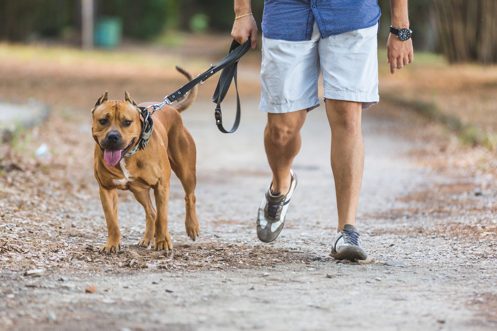 Mann, der mit seinem Hund am Park geht