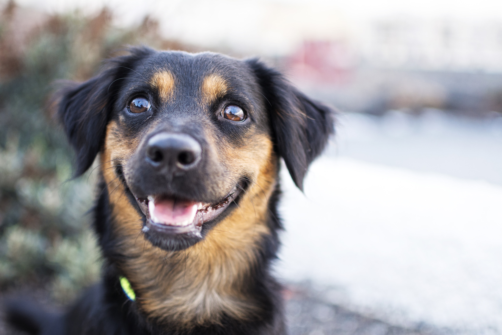 glücklicher hundeblick