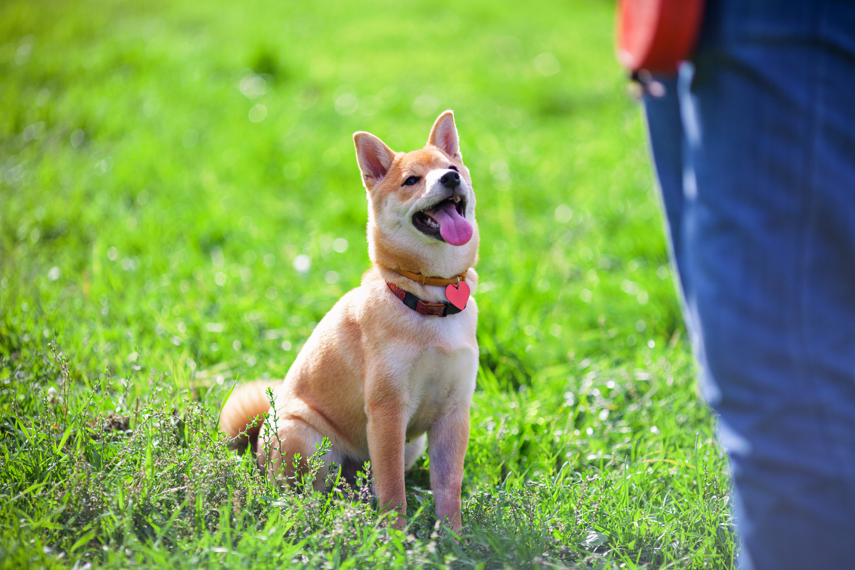 shiba inu hund training