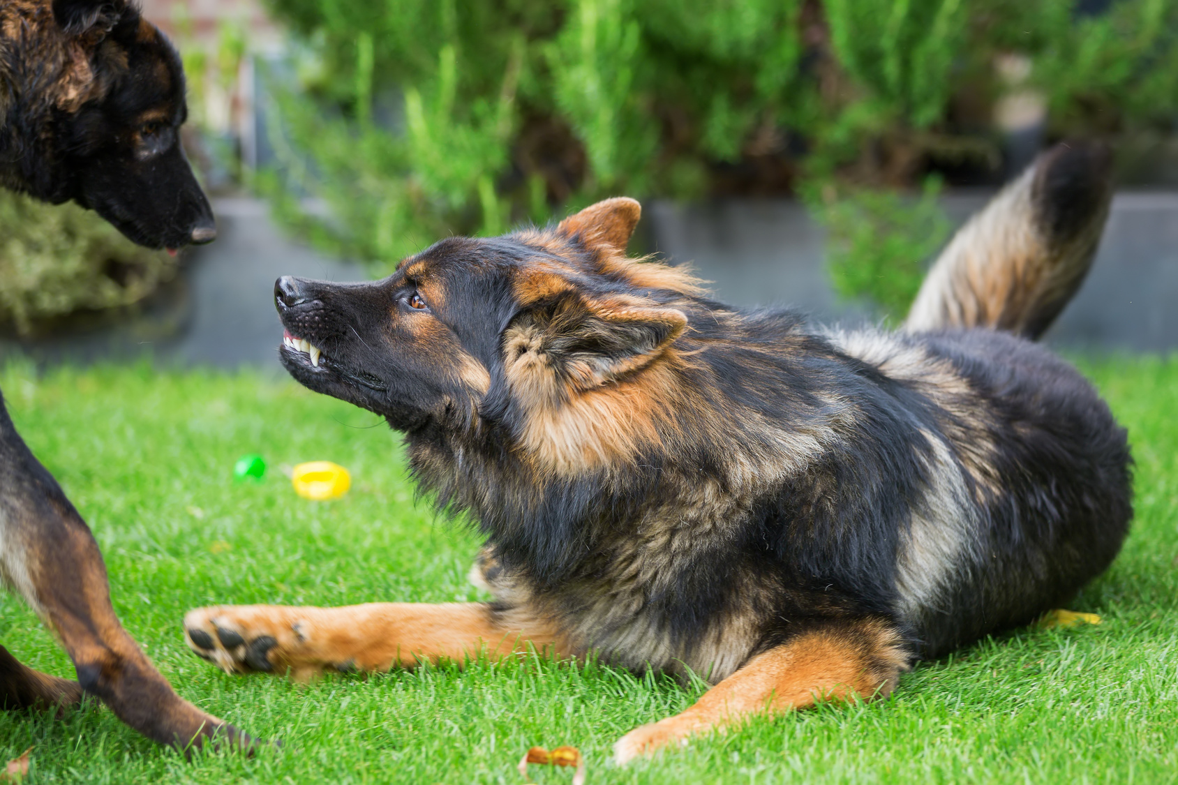 dominanz bei hunden altdeutscher schäferhunde