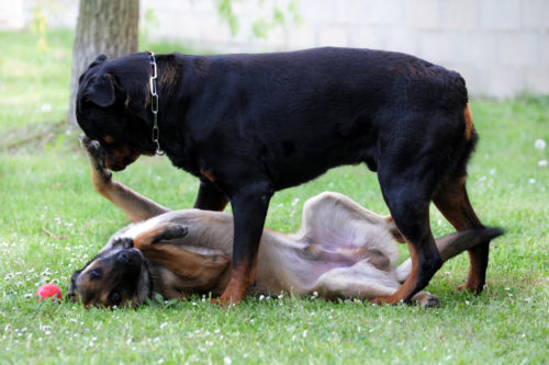 Dominanz bei Hunden Hundeerziehung zooplus.ch