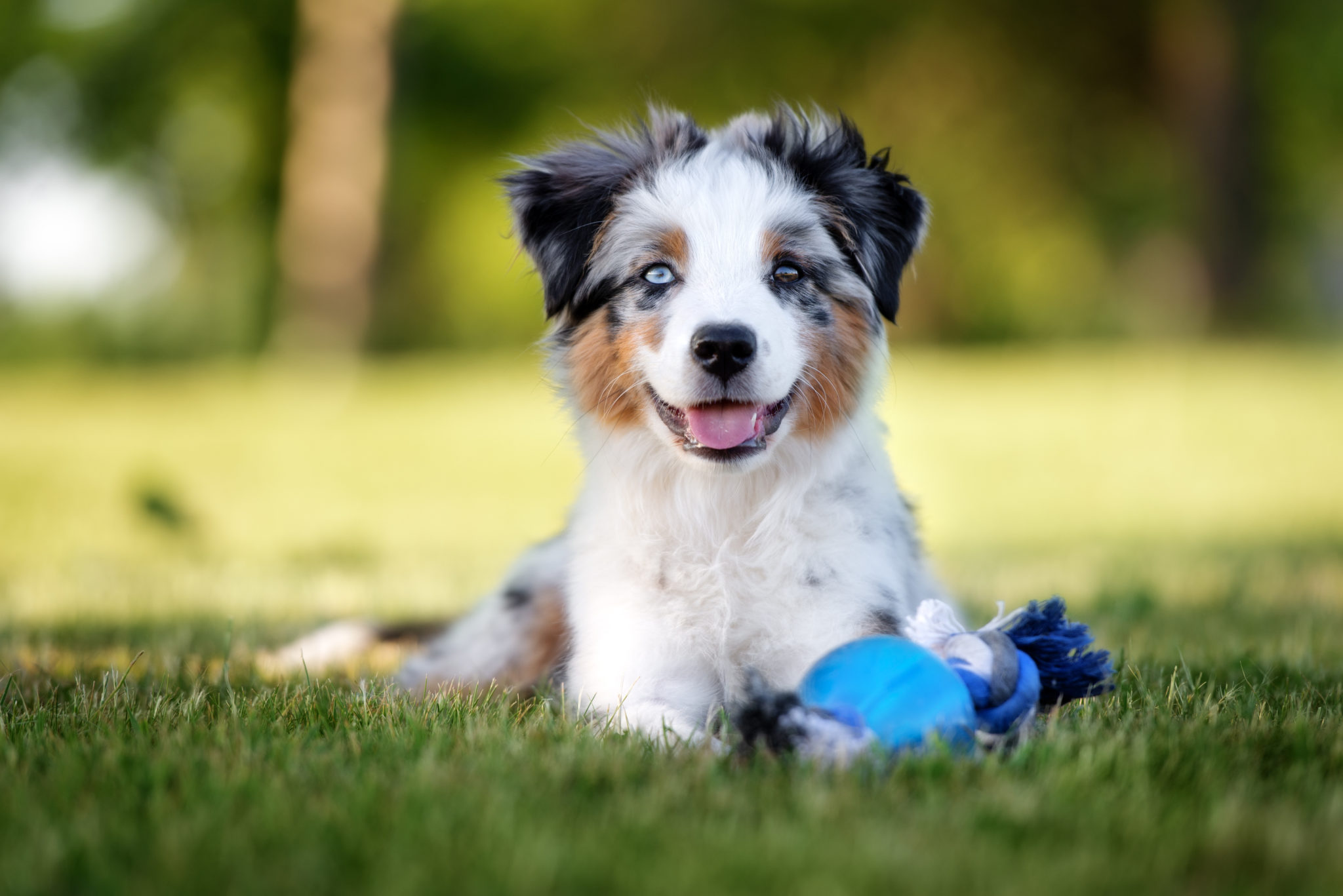 glücklich australian shepherd welpe spielt