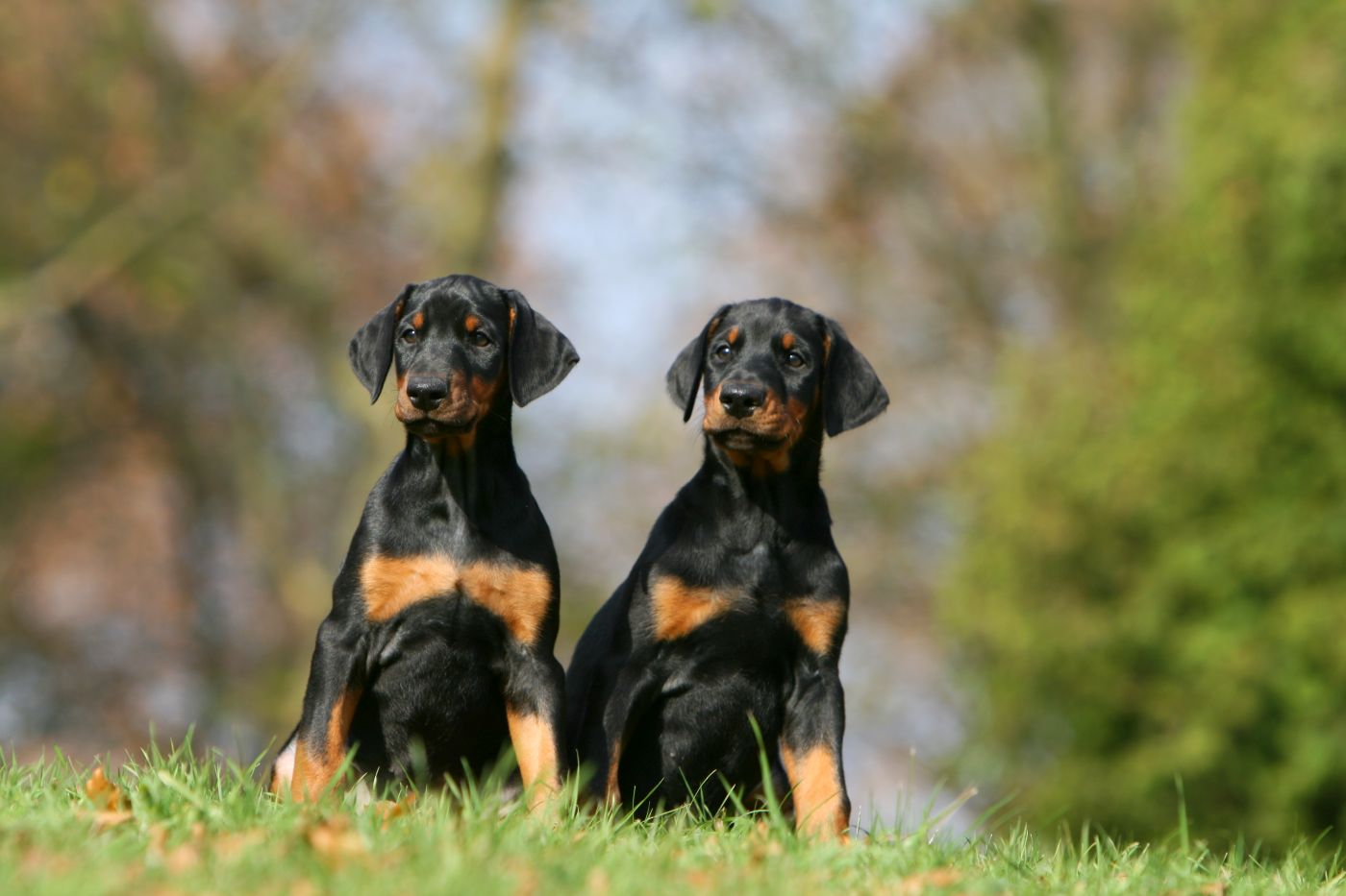 Zwei Dobermann-Welpen