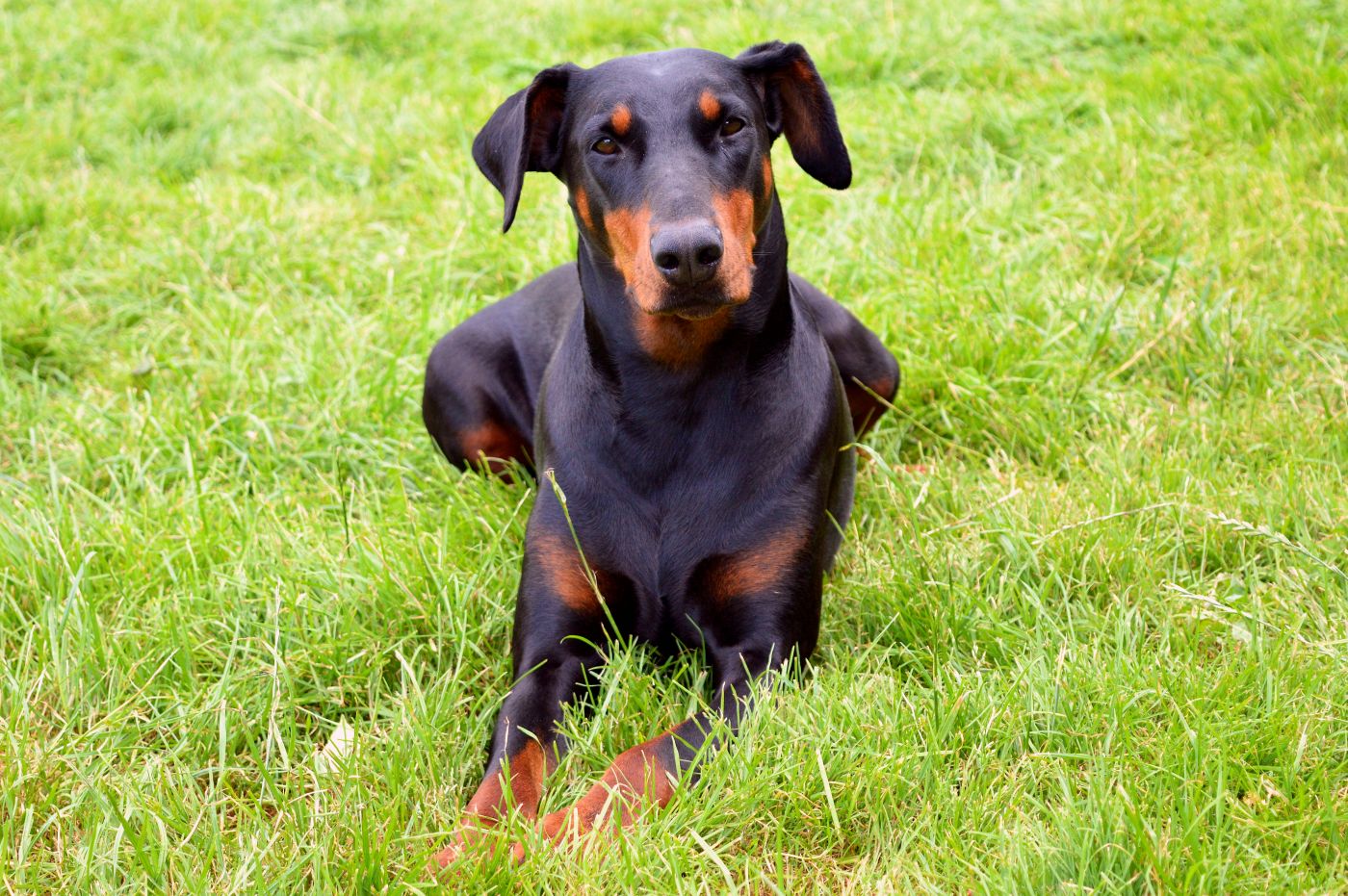 Der Dobermann ist ein eleganter und muskulöser Hund.