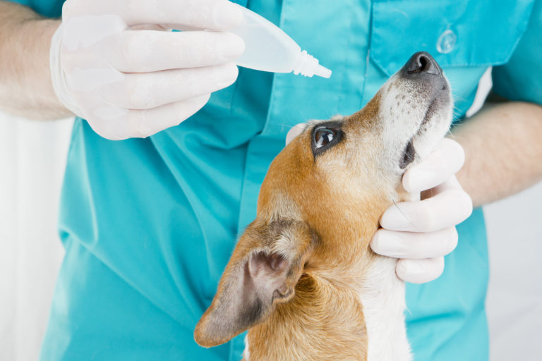 Bindehautentzündung (Konjunktivitis) beim Hund Hundegesundheit und