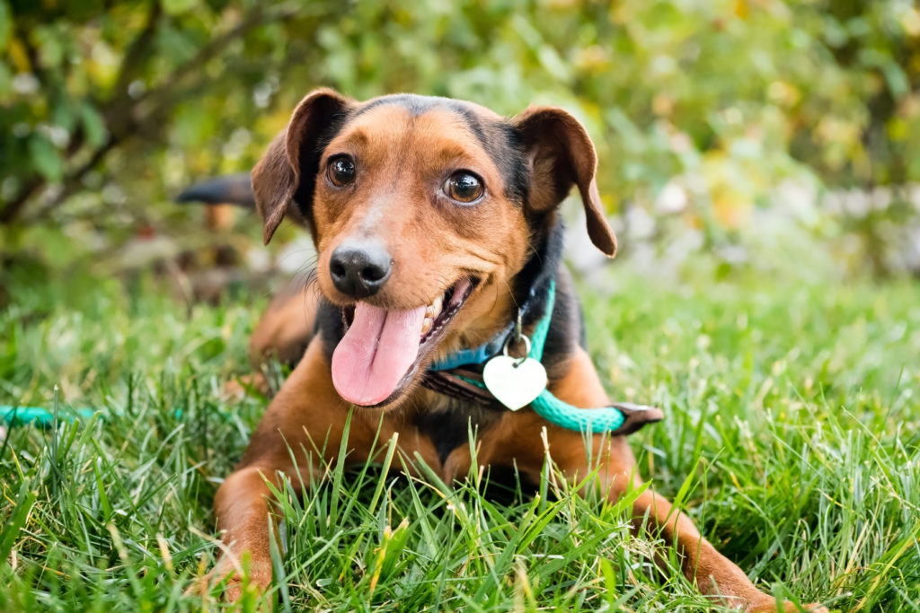 10 Zeichen, dass Ihr Hund glücklich ist Hundehaltung zooplus.ch