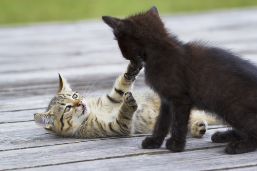 Katzen Zusammenführen Katzen Zusammenführen Zooplusch